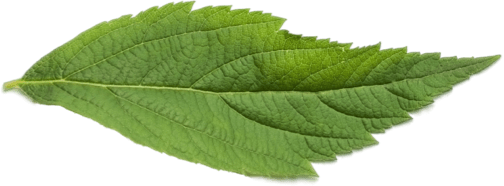 Mint