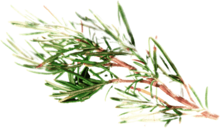 Rosemary
